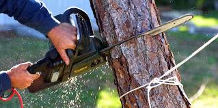 Best Lawn Pest Prevention  in Marshall, MO