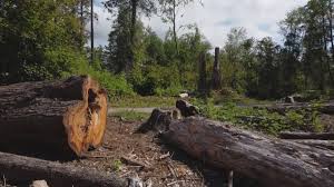 Best Arborist Consultation Services  in Marshall, MO