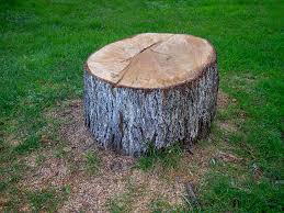 Best Tree Health Inspection  in Marshall, MO