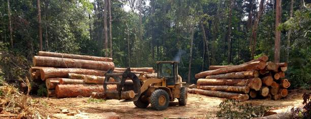 How Our Tree Care Process Works  in  Marshall, MO