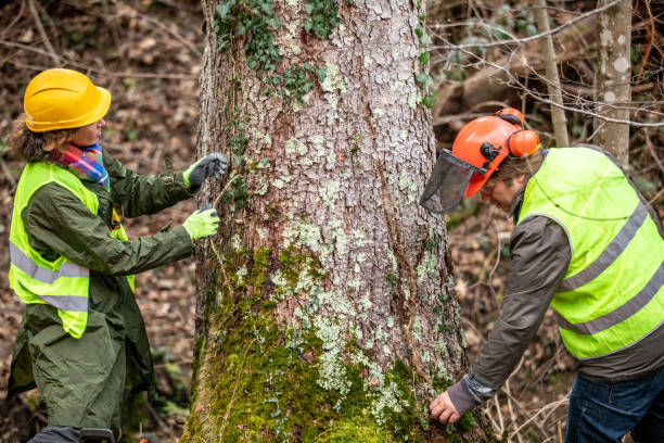 Professional Tree Care in Marshall, MO
