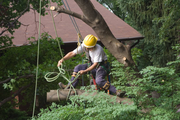 Best Seasonal Cleanup (Spring/Fall)  in Marshall, MO