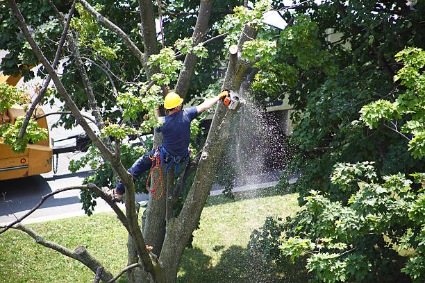 Pest Control for Lawns in Marshall, MO