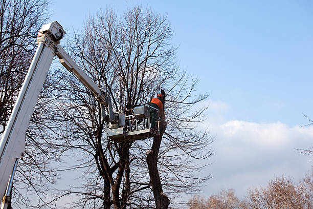 Seasonal Cleanup (Spring/Fall) in Marshall, MO